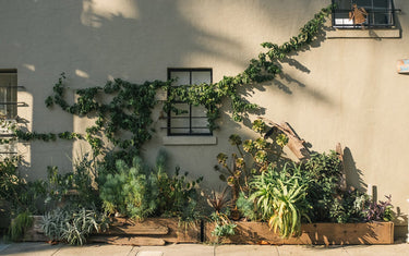 Plant Styling 101: How to Elevate Your Space