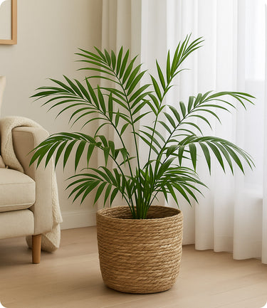 Snake Plant Laurentii & Pot