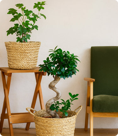 Peace Lily & Ceramic Pot
