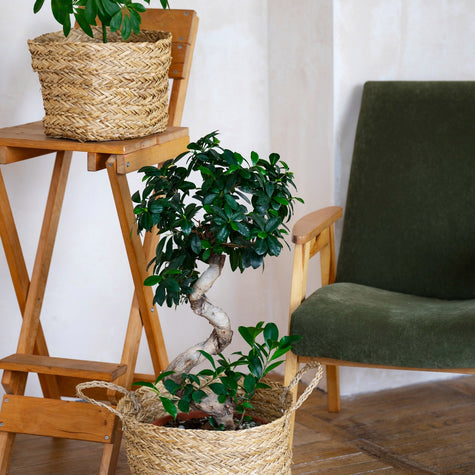 Peace Lily & Ceramic Pot