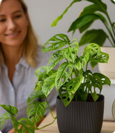 ZZ Plant Emerald & Pot