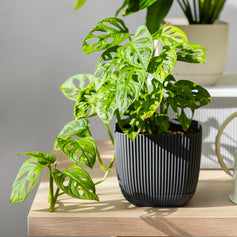 ZZ Plant Emerald & Pot